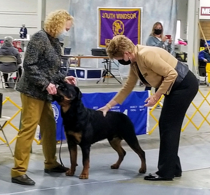 CH Wllslands Make My Day was BOBOH and OH group 4 - Click for Larger View